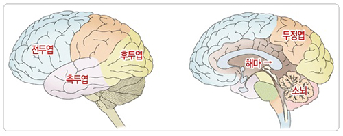 뇌를 알아야.jpg